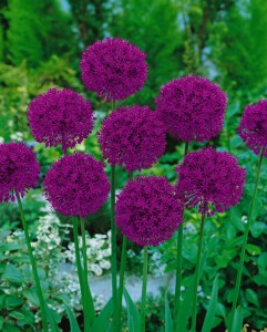 Allium aflatunense Purple Sensation 11 cm Topf - Größe nach Saison