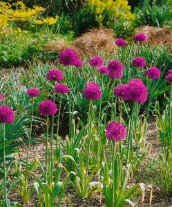 Allium aflatunense Purple Sensation 11 cm Topf - Größe nach Saison