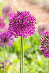 Allium aflatunense Purple Sensation 11 cm Topf - Größe nach Saison