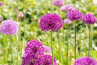 Allium aflatunense Purple Sensation 11 cm Topf - Größe nach Saison