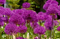 Allium aflatunense Purple Sensation 11 cm Topf - Größe nach Saison