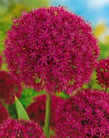 Allium aflatunense Purple Sensation 11 cm Topf - Größe nach Saison