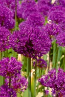 Allium aflatunense Purple Sensation 11 cm Topf - Größe nach Saison