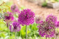 Allium aflatunense Purple Sensation 11 cm Topf - Größe nach Saison