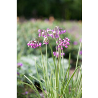 Allium carinatum ssp.pulchellum 9 cm Topf -...