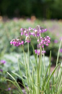 Allium carinatum ssp.pulchellum f.album 9 cm Topf -...