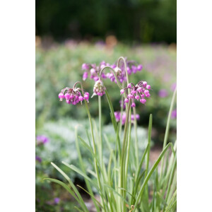 Allium cernuum Hidcote P 0,5