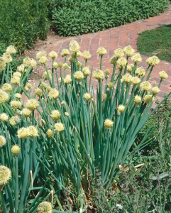 Allium fistulosum 9 cm Topf - Größe nach Saison