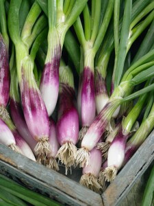 Allium fistulosum 9 cm Topf - Größe nach Saison