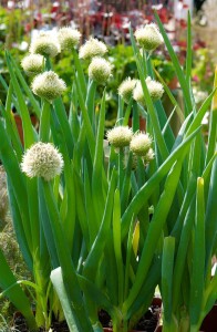 Allium fistulosum 9 cm Topf - Größe nach Saison