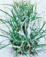 Allium fistulosum 9 cm Topf - Größe nach Saison