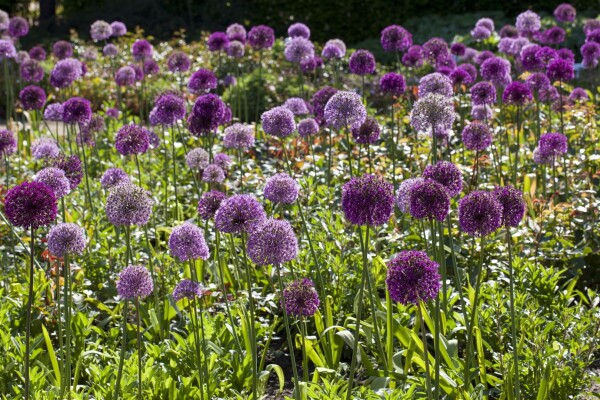 Allium giganteum C 3