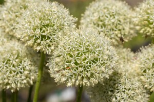 Allium giganteum C 3