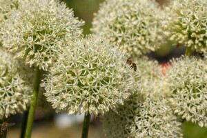 Allium giganteum C 3