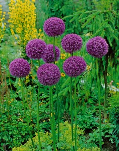 Allium giganteum C 3