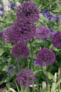 Allium giganteum C 3