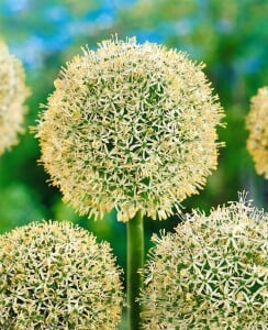 Allium giganteum C 3