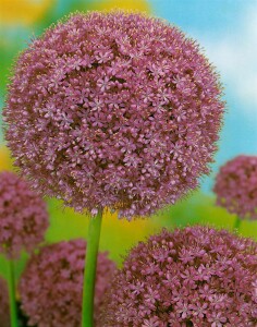 Allium giganteum C 3