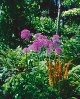 Allium giganteum C 3