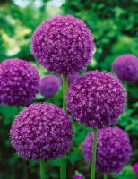 Allium giganteum C 3