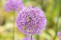 Allium giganteum C 3