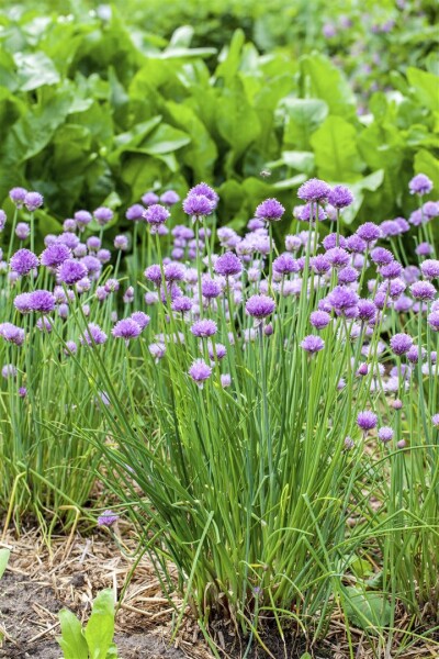 Allium schoenoprasum 9 cm Topf - Größe nach Saison