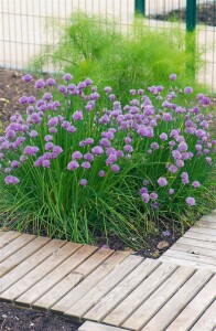 Allium schoenoprasum 9 cm Topf - Größe nach Saison