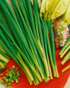 Allium schoenoprasum 9 cm Topf - Größe nach Saison