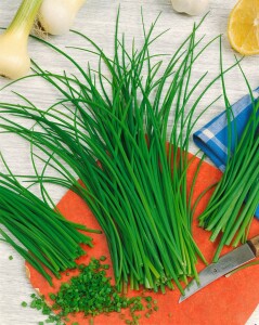 Allium schoenoprasum 9 cm Topf - Größe nach Saison