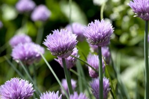 Allium schoenoprasum 9 cm Topf - Größe nach Saison