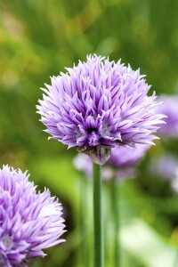 Allium schoenoprasum 9 cm Topf - Größe nach Saison