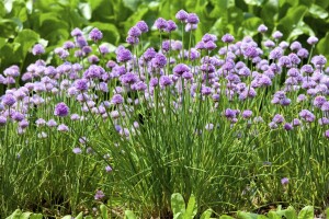 Allium schoenoprasum 9 cm Topf - Größe nach Saison