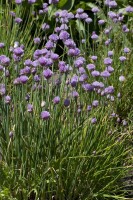 Allium schoenoprasum 9 cm Topf - Größe nach Saison