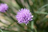 Allium schoenoprasum 9 cm Topf - Größe nach Saison