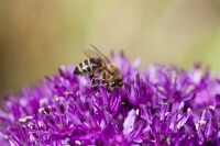 Allium schoenoprasum 9 cm Topf - Größe nach Saison