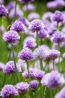 Allium schoenoprasum 9 cm Topf - Größe nach Saison