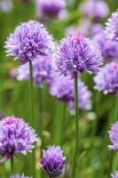 Allium schoenoprasum 9 cm Topf - Größe nach Saison