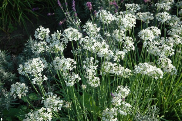 Allium tuberosum 9 cm Topf - Größe nach Saison