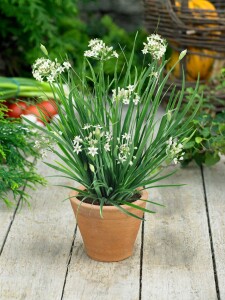 Allium tuberosum 9 cm Topf - Größe nach Saison