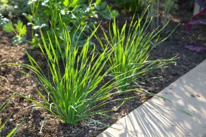 Allium tuberosum 9 cm Topf - Größe nach Saison