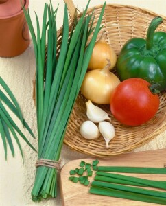 Allium tuberosum 9 cm Topf - Größe nach Saison