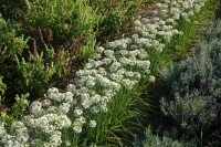 Allium tuberosum 9 cm Topf - Größe nach Saison