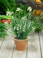 Allium tuberosum 9 cm Topf - Größe nach Saison