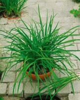 Allium tuberosum 9 cm Topf - Größe nach Saison