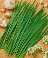 Allium tuberosum 9 cm Topf - Größe nach Saison