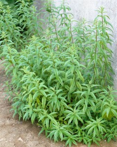 Aloysia triphylla 9 cm Topf - Größe nach Saison