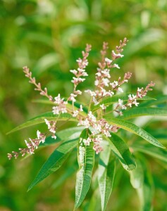 Aloysia triphylla 9 cm Topf - Größe nach Saison