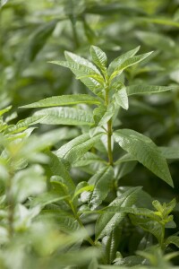 Aloysia triphylla 9 cm Topf - Größe nach Saison