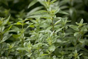 Aloysia triphylla 9 cm Topf - Größe nach Saison