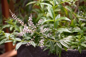 Aloysia triphylla 9 cm Topf - Größe nach Saison